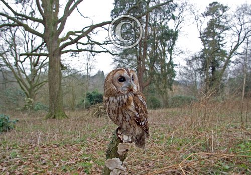 Tawny Owl